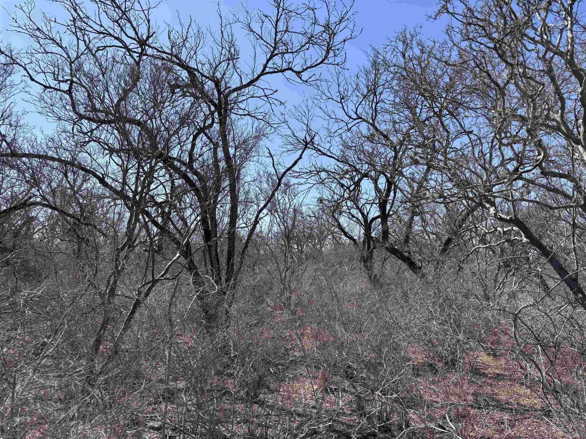 10.01 acres in Live Oak County - photo 12