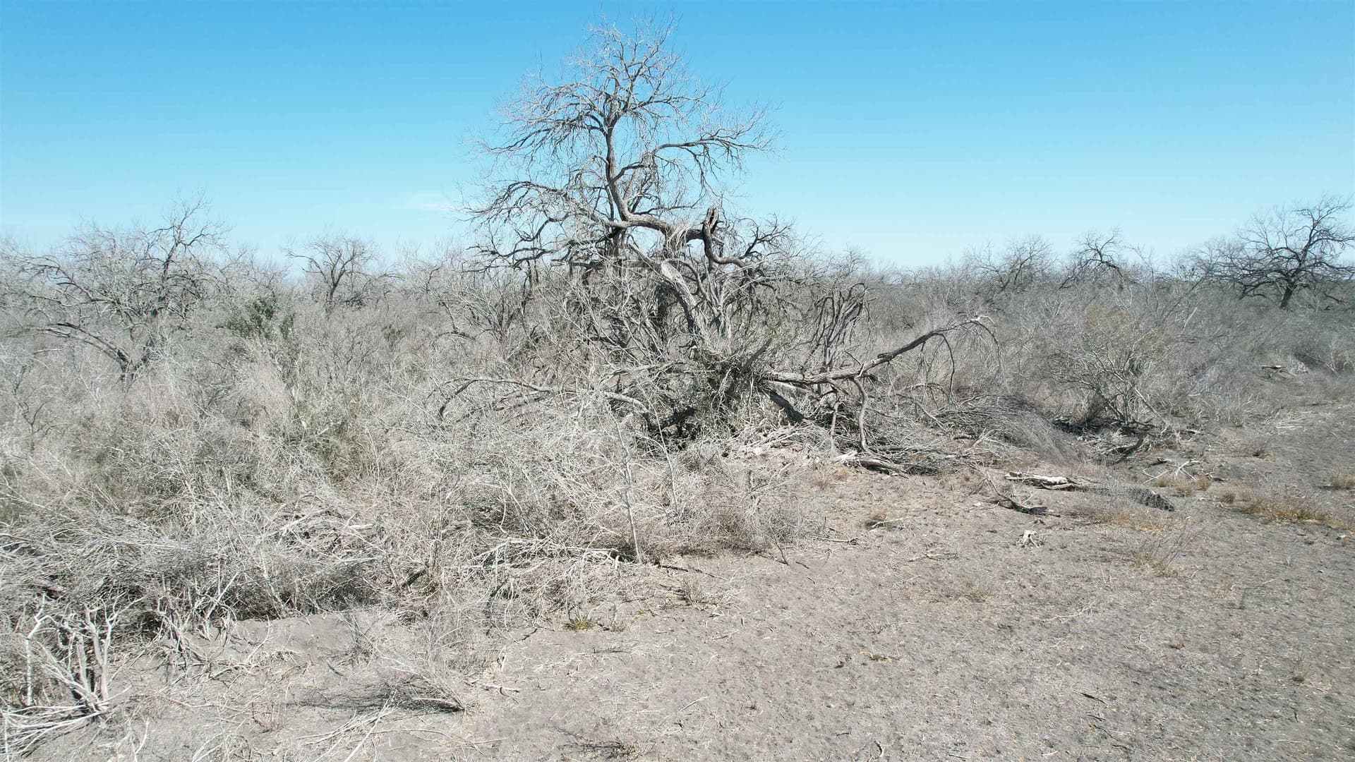 10.01 acres in Live Oak County - photo 17