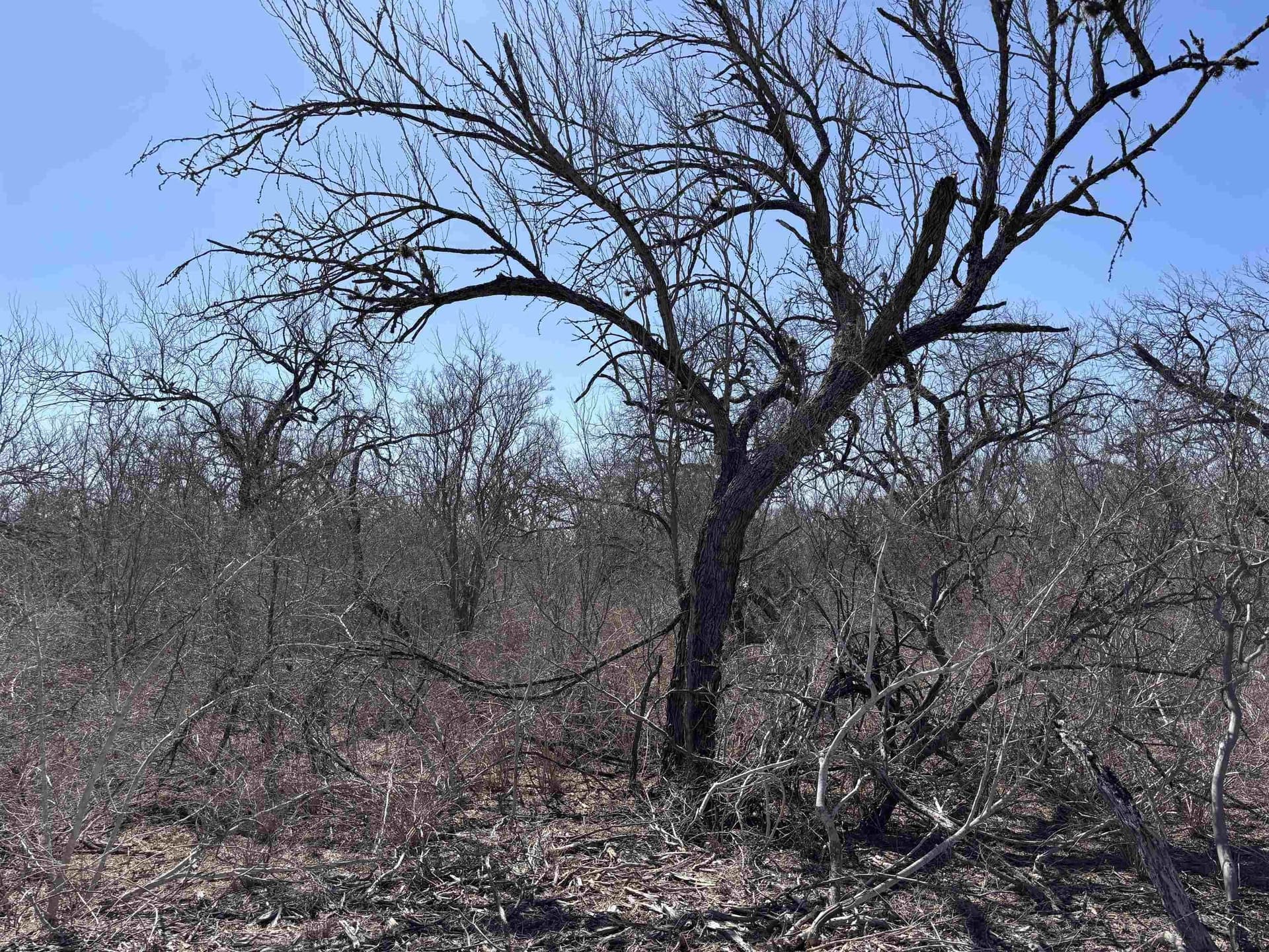 10.01 acres in Live Oak County - photo 9