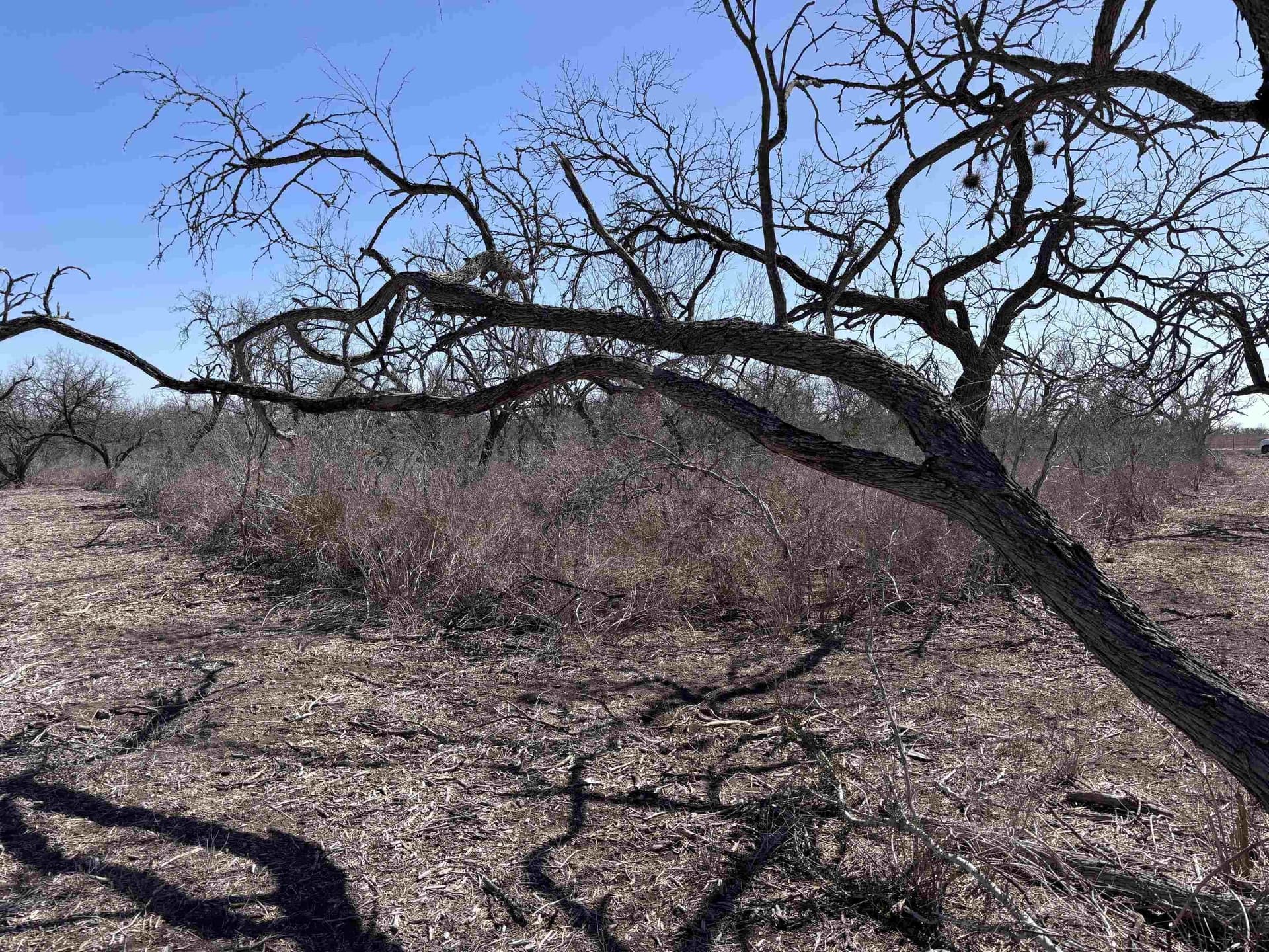 10.01 acres in Live Oak County - photo 6