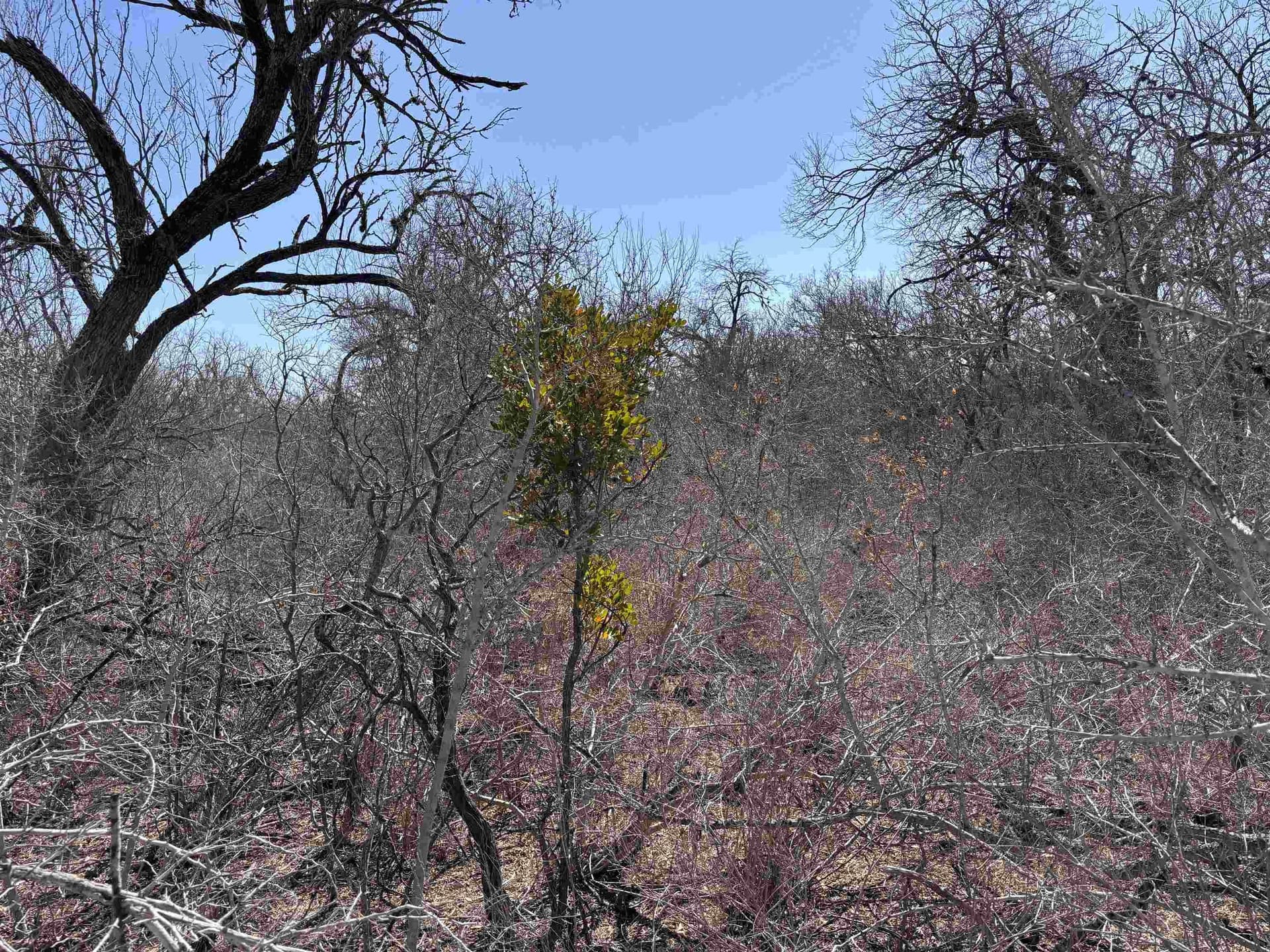 10.01 acres in Live Oak County - photo 8