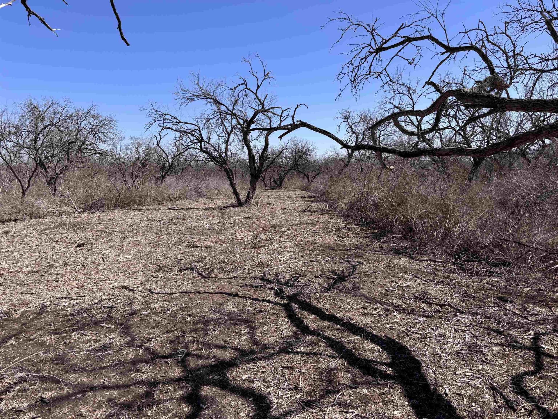 10.01 acres in Live Oak County - photo 5