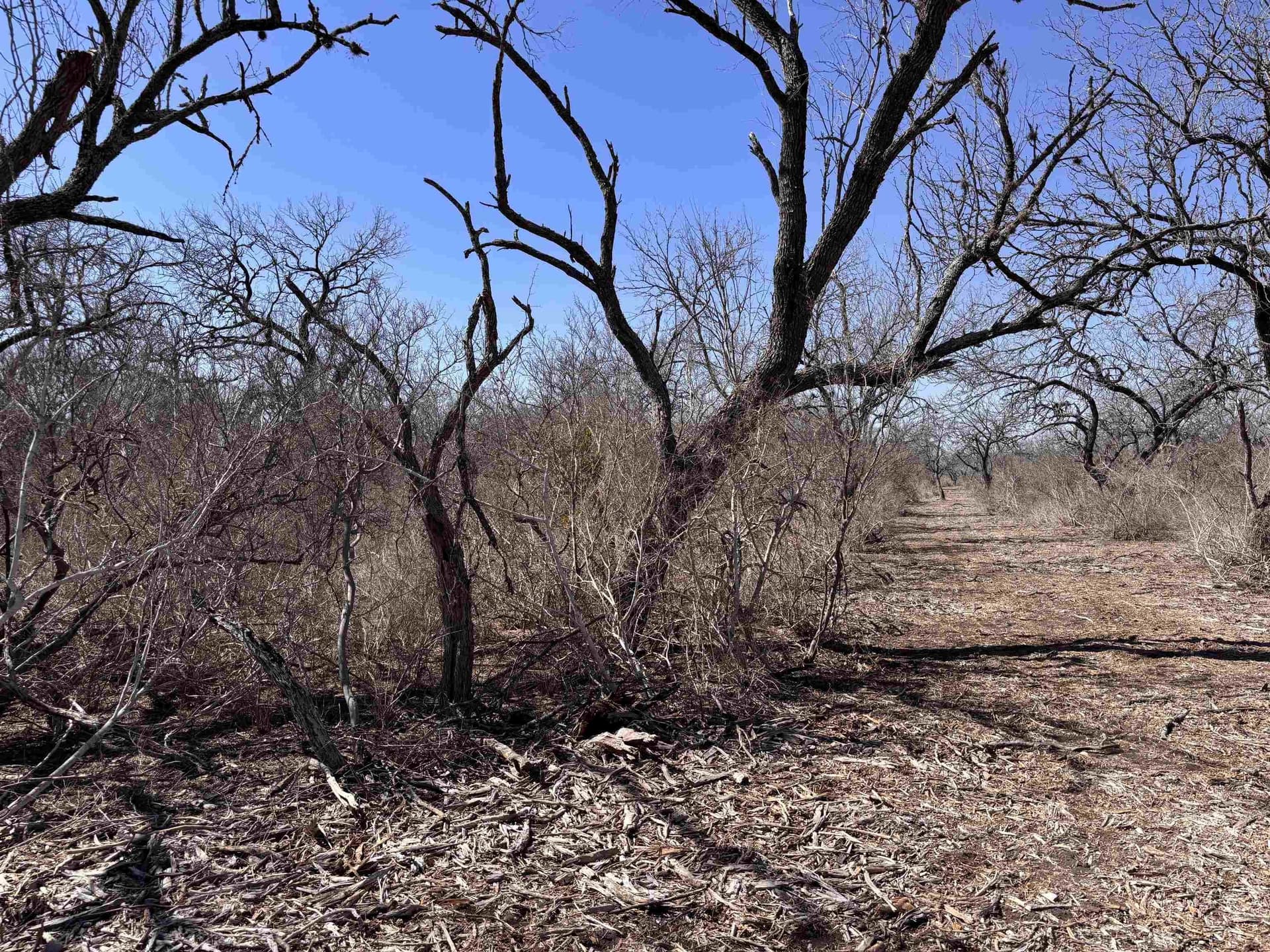 10.01 acres in Live Oak County - photo 10