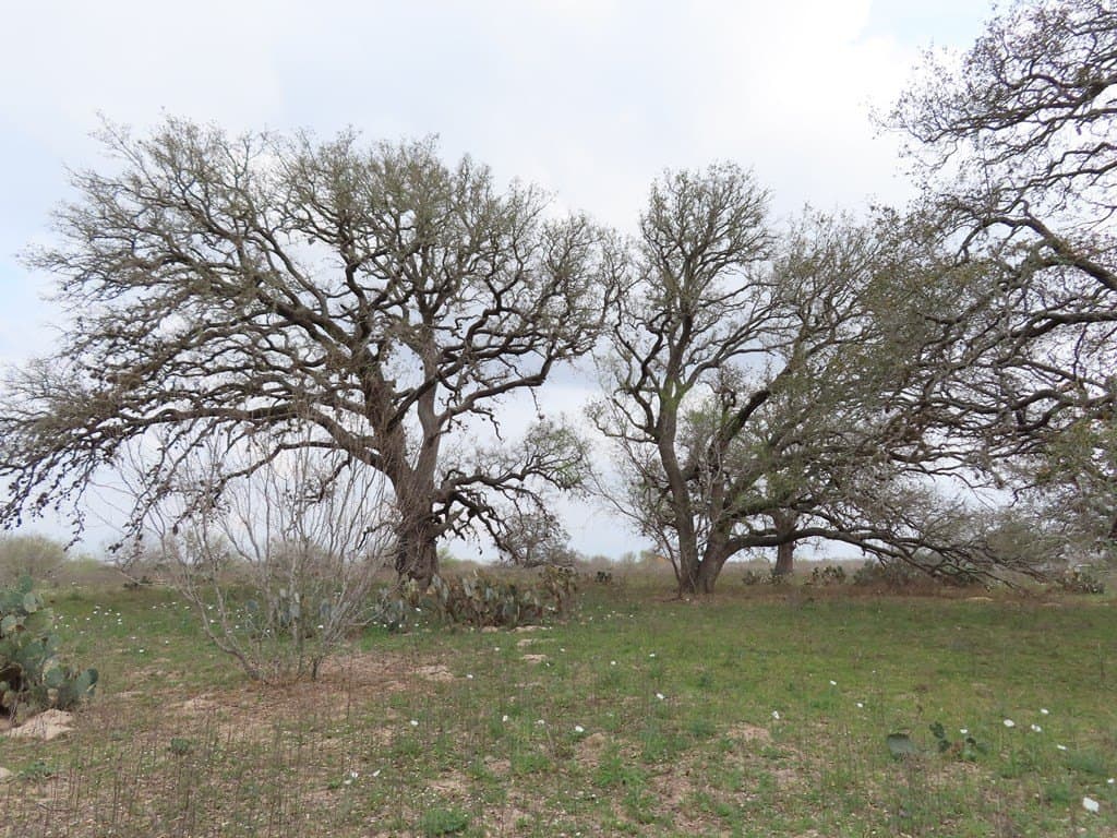 16.89 acres in Atascosa County - photo 16