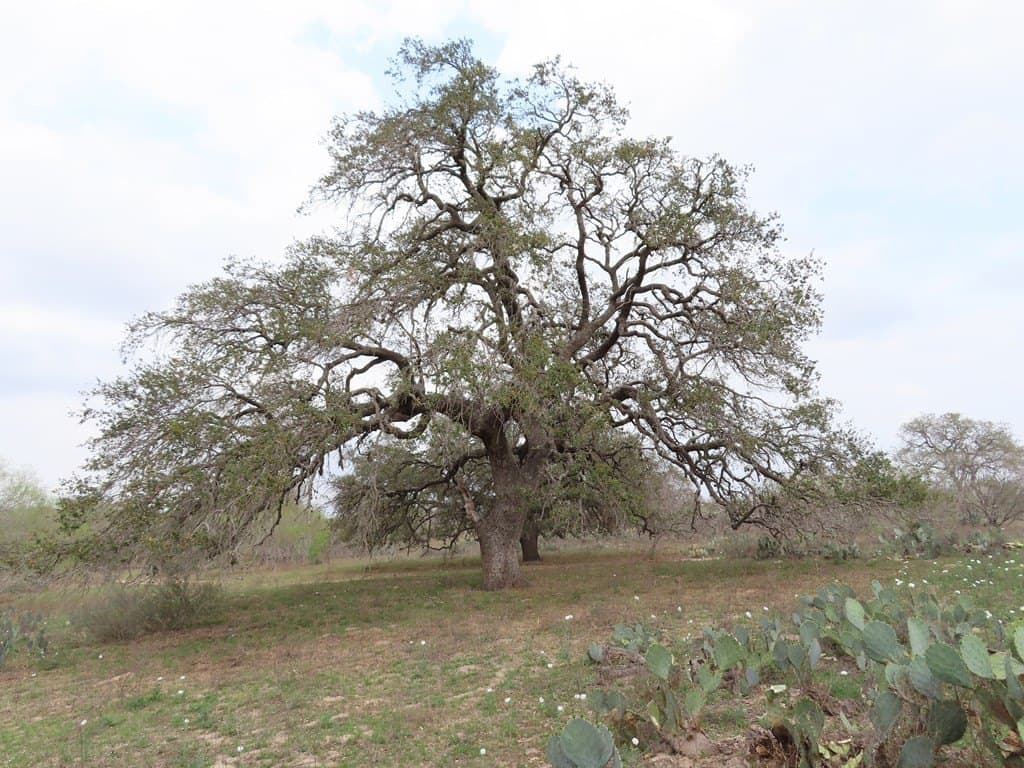 16.89 acres in Atascosa County - photo 17