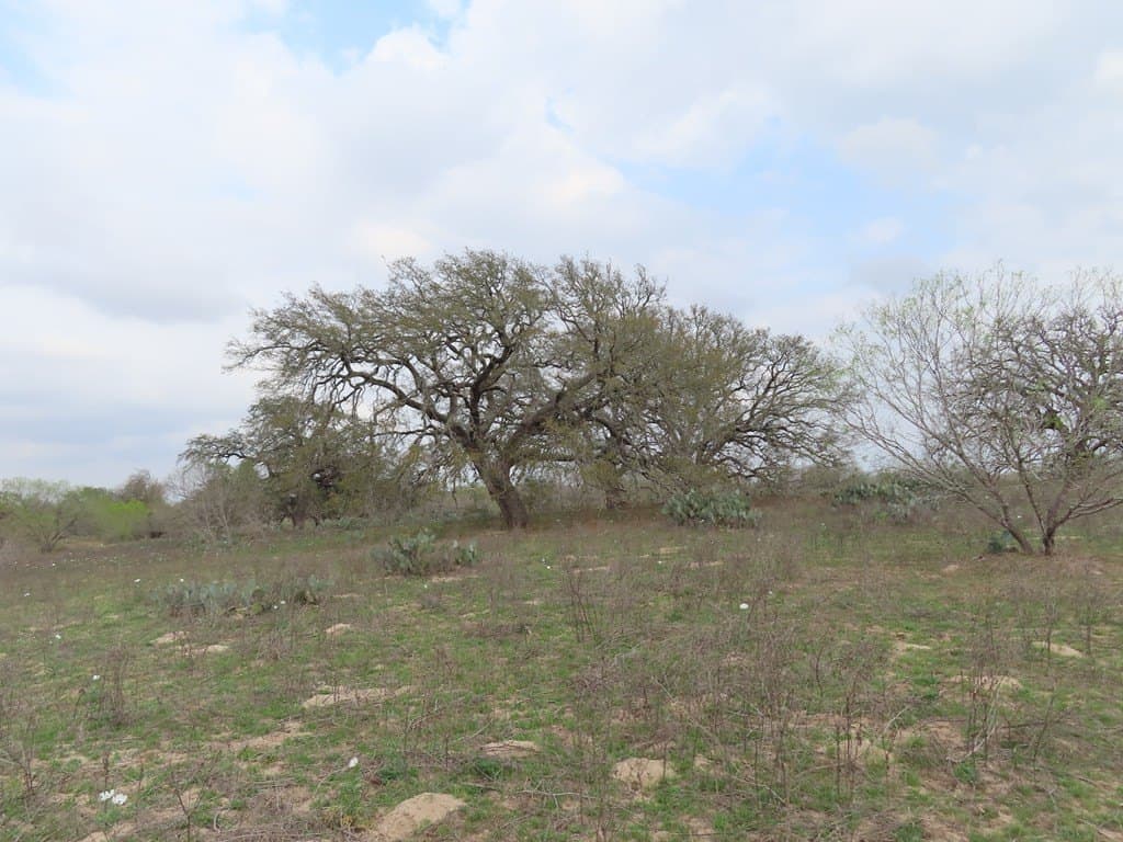 16.89 acres in Atascosa County - photo 15