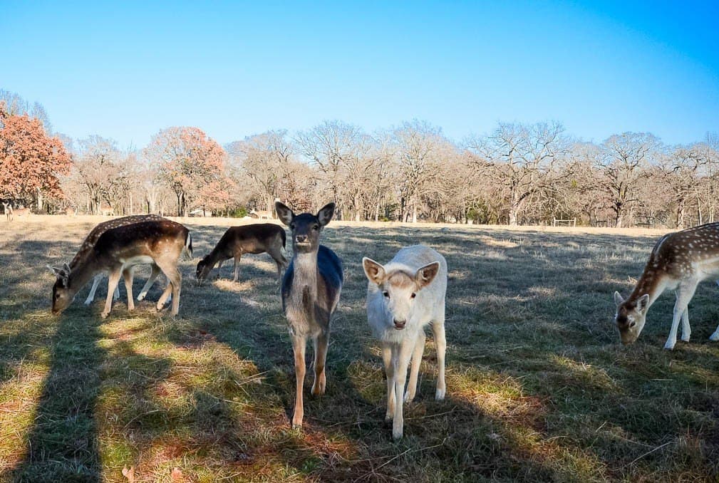 2.34 acres in Freestone County - photo 34