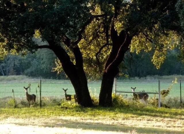 242.81 acres in Somervell County - photo 9