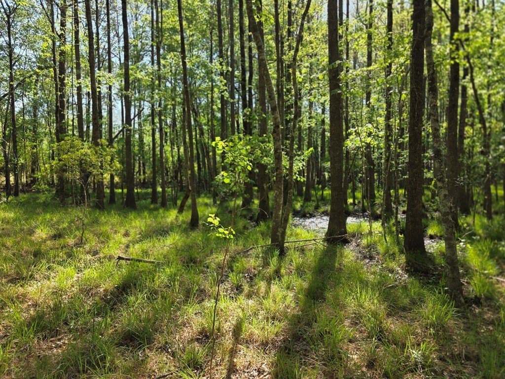 40.9 acres in Texas County - photo 9