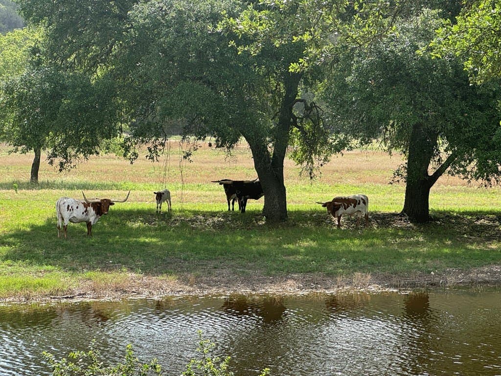 138 acres in Kerr County - photo 16