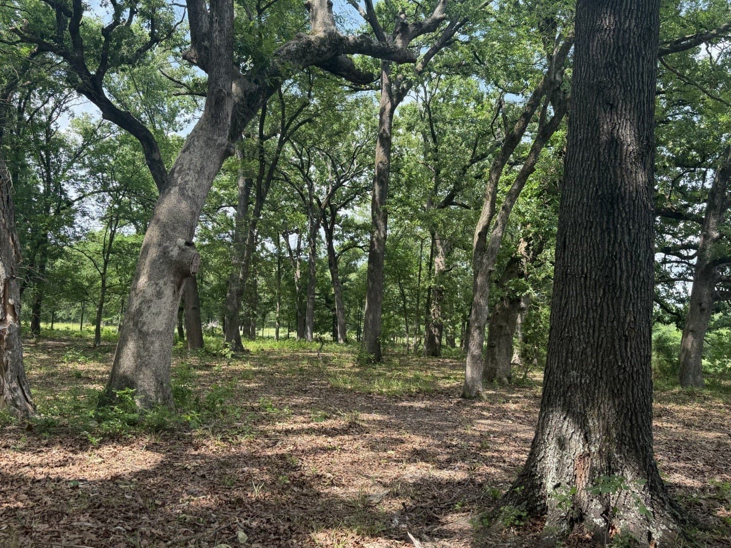 49.02 acres in Titus County - photo 33
