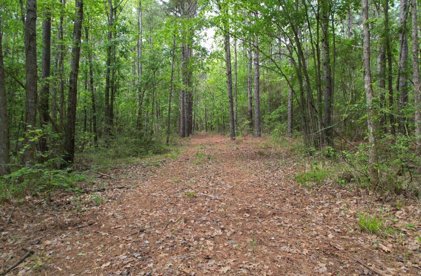 110 acres in San Augustine County - photo 7