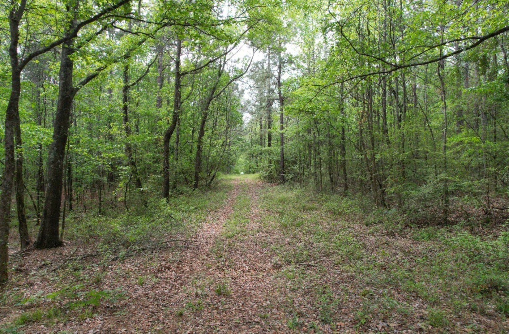 110 acres in San Augustine County - photo 6