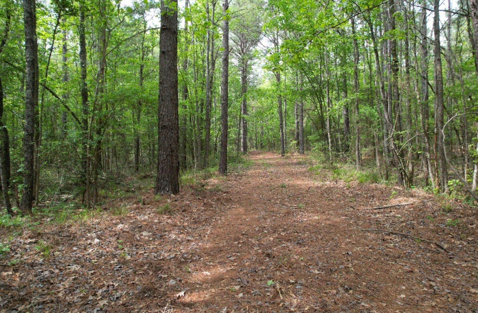 110 acres in San Augustine County - photo 4
