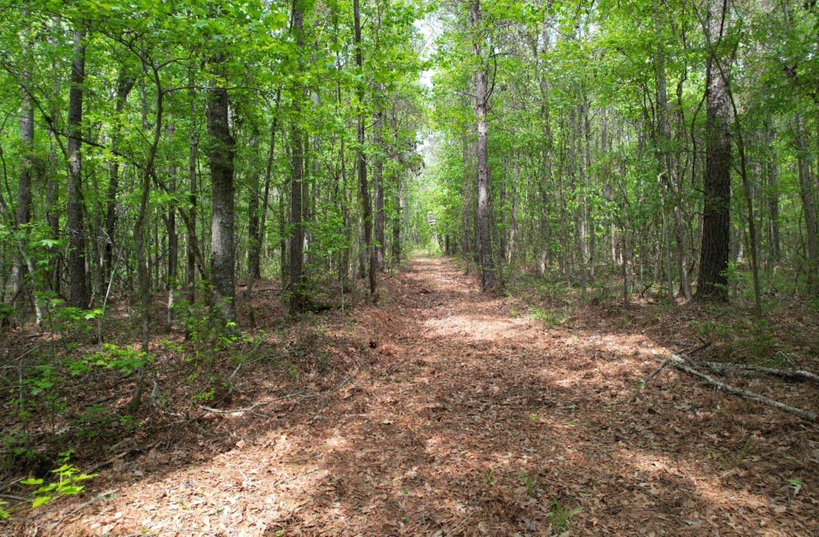 110 acres in San Augustine County - photo 2