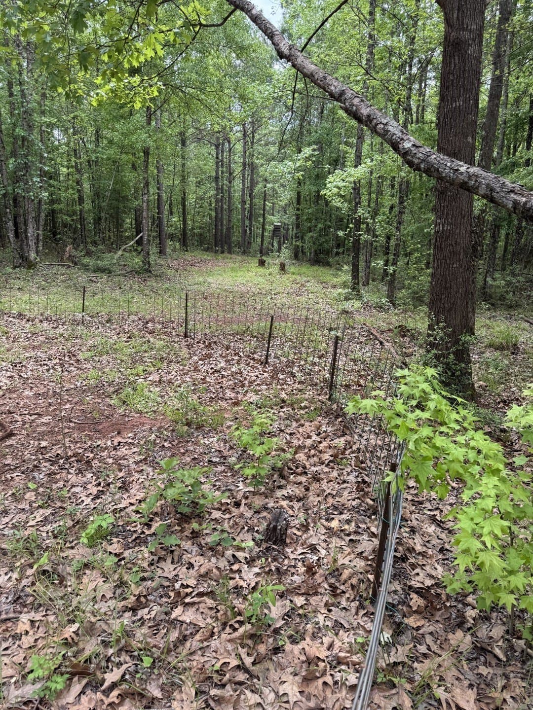 110 acres in San Augustine County - photo 9
