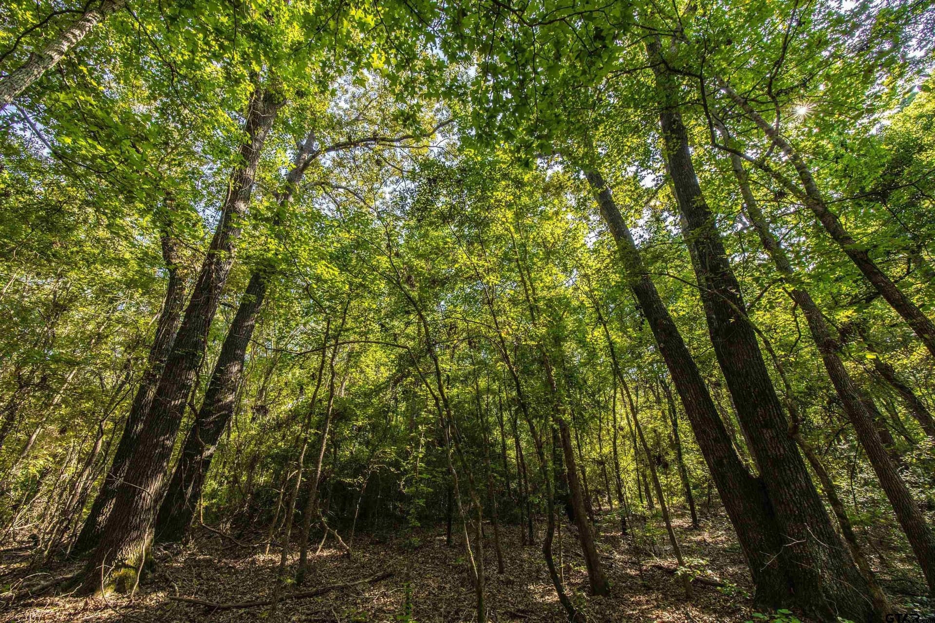 94.5 acres in Henderson County - photo 22
