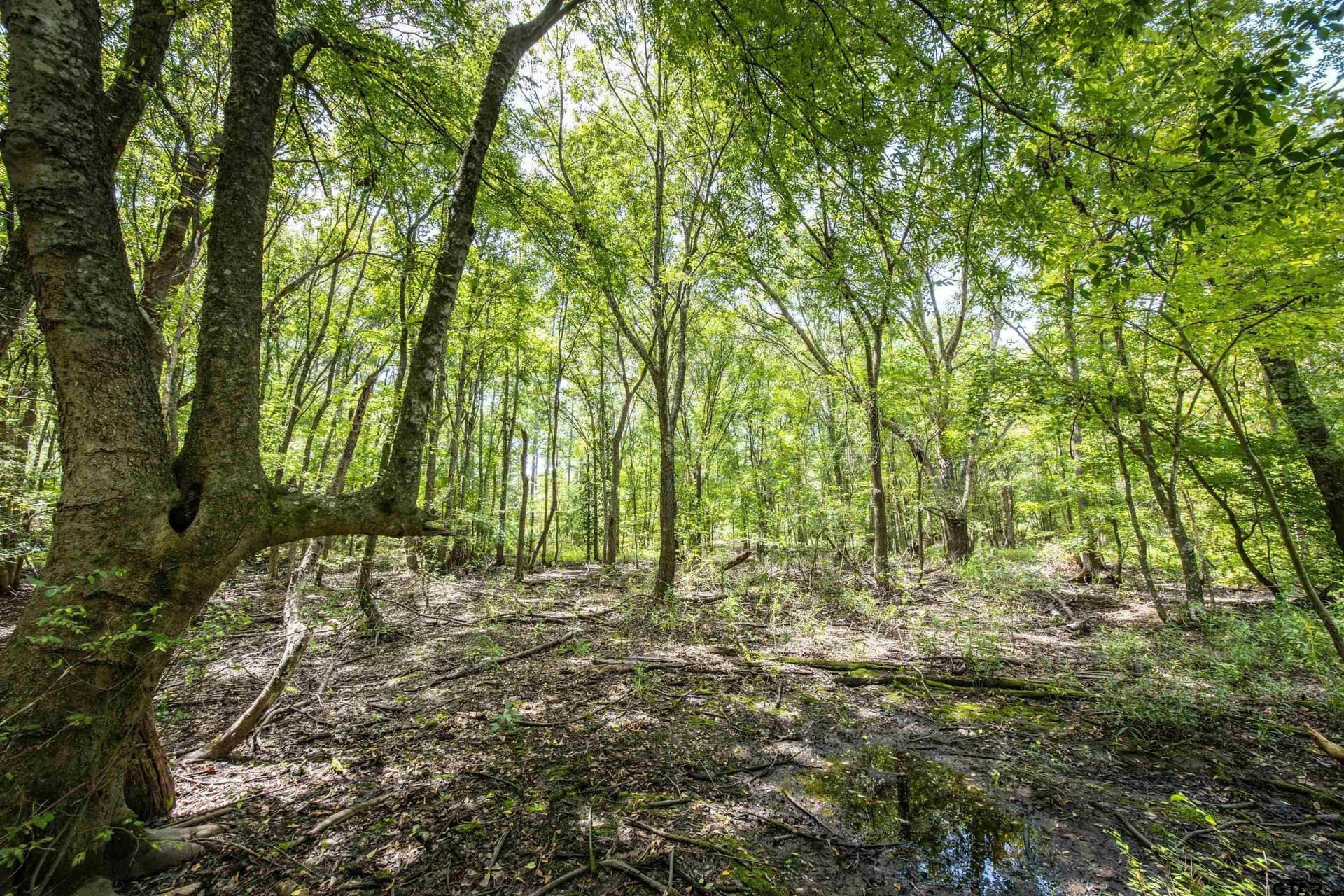 94.5 acres in Henderson County - photo 13