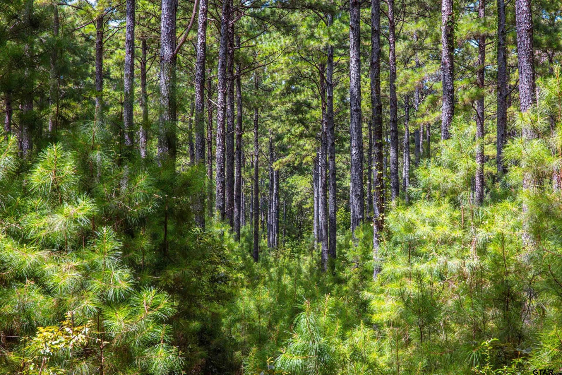 94.5 acres in Henderson County - photo 2
