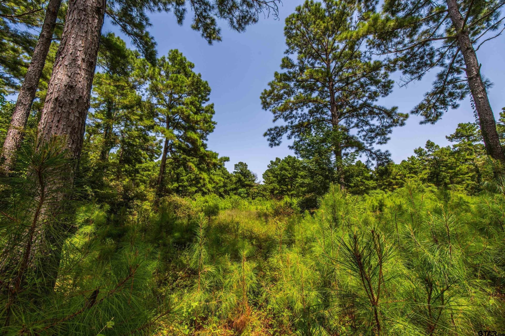 94.5 acres in Henderson County - photo 10