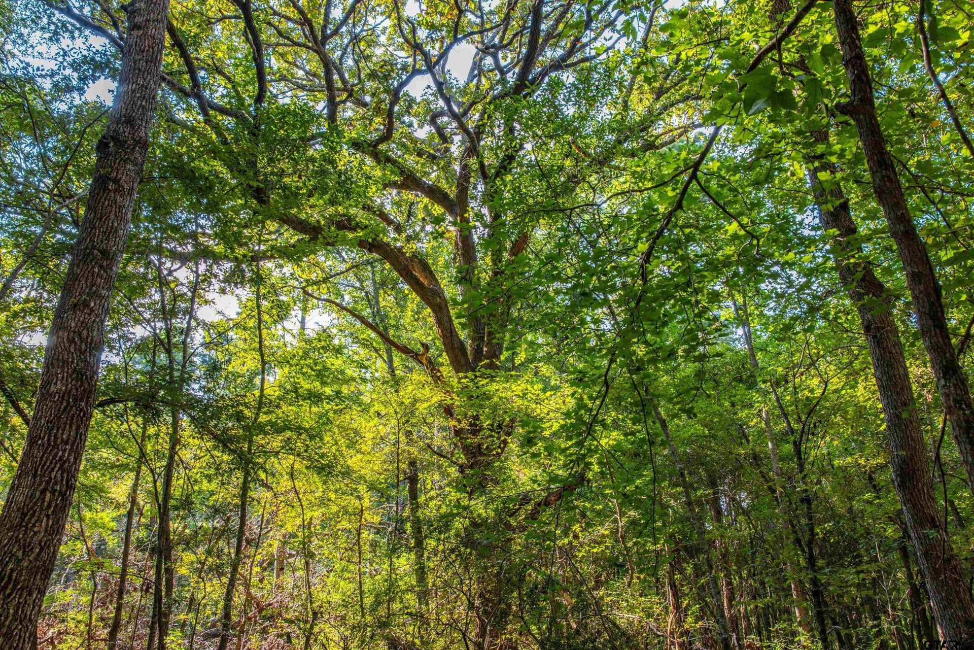 94.5 acres in Henderson County - photo 5