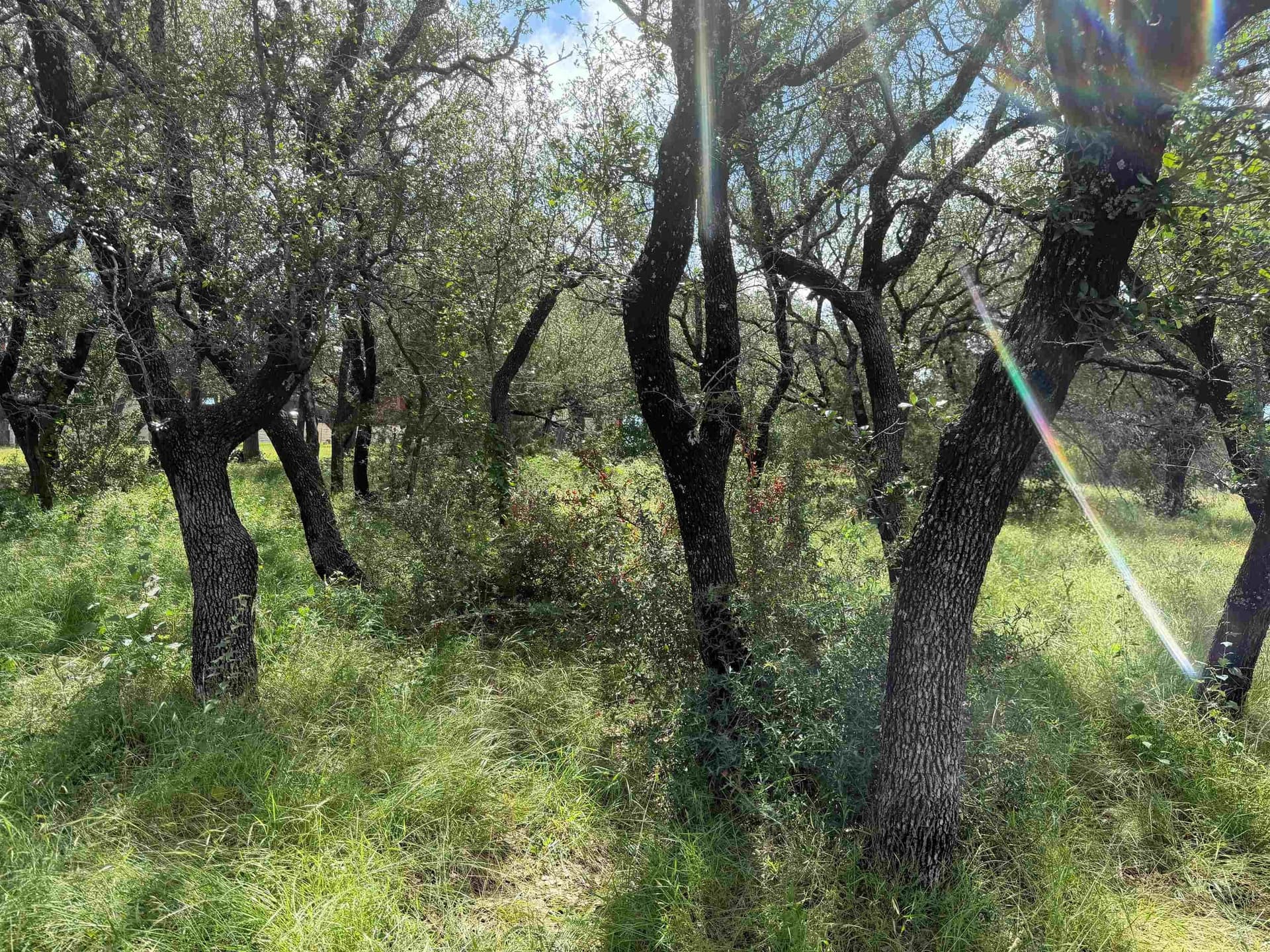 0.26 acres in Llano County gallery image 2