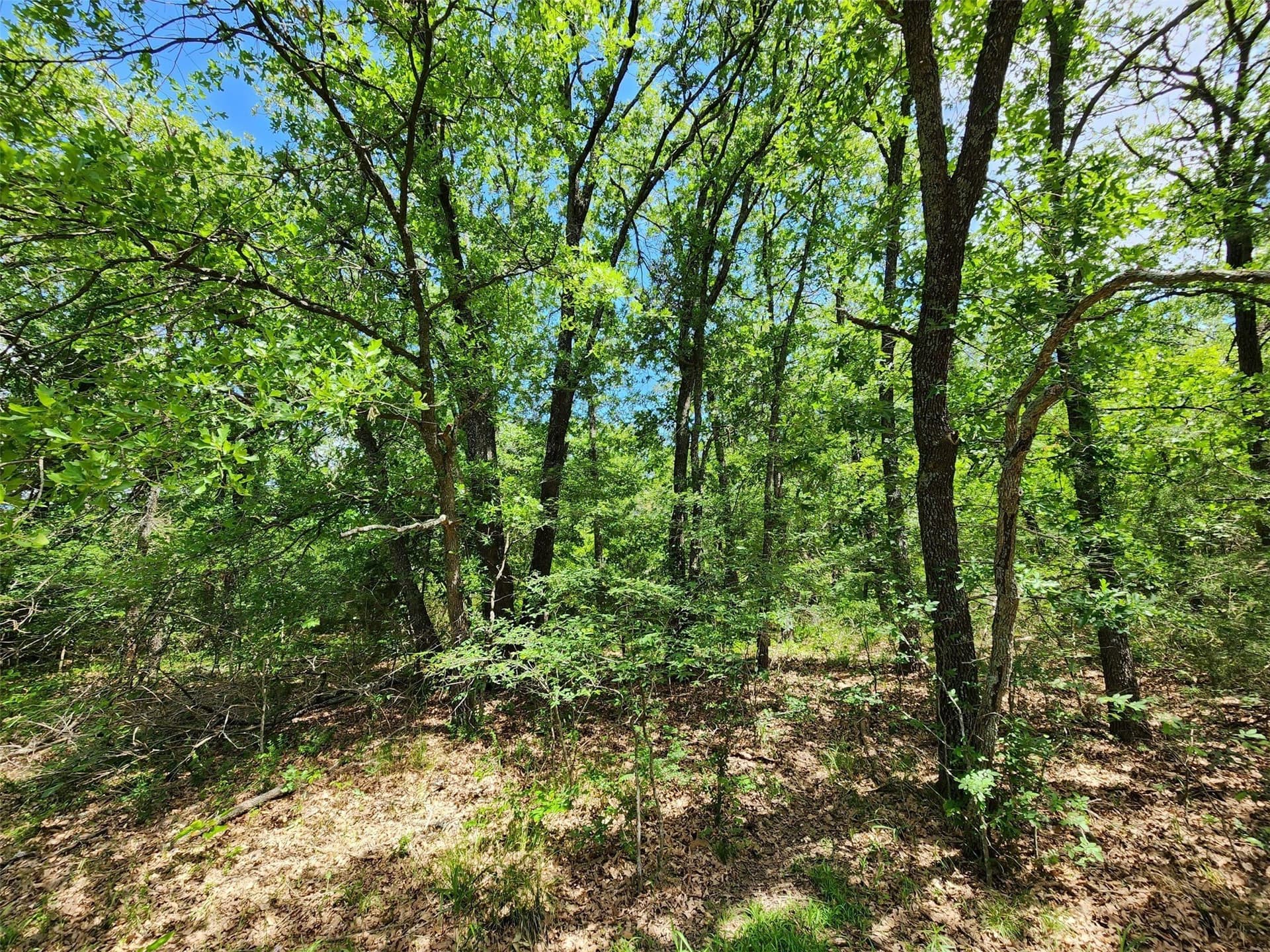 67.74 acres in Hopkins County - photo 12