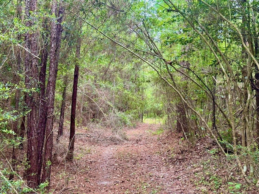 16.7 acres in Texas County gallery image 4