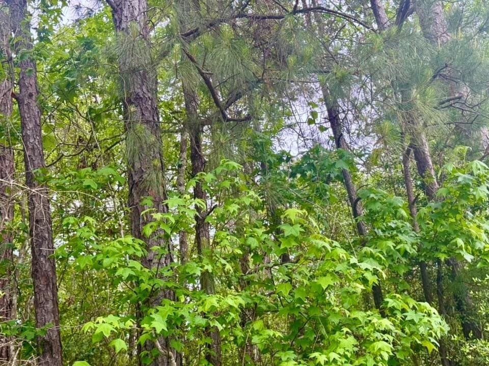 16.7 acres in Texas County - photo 13