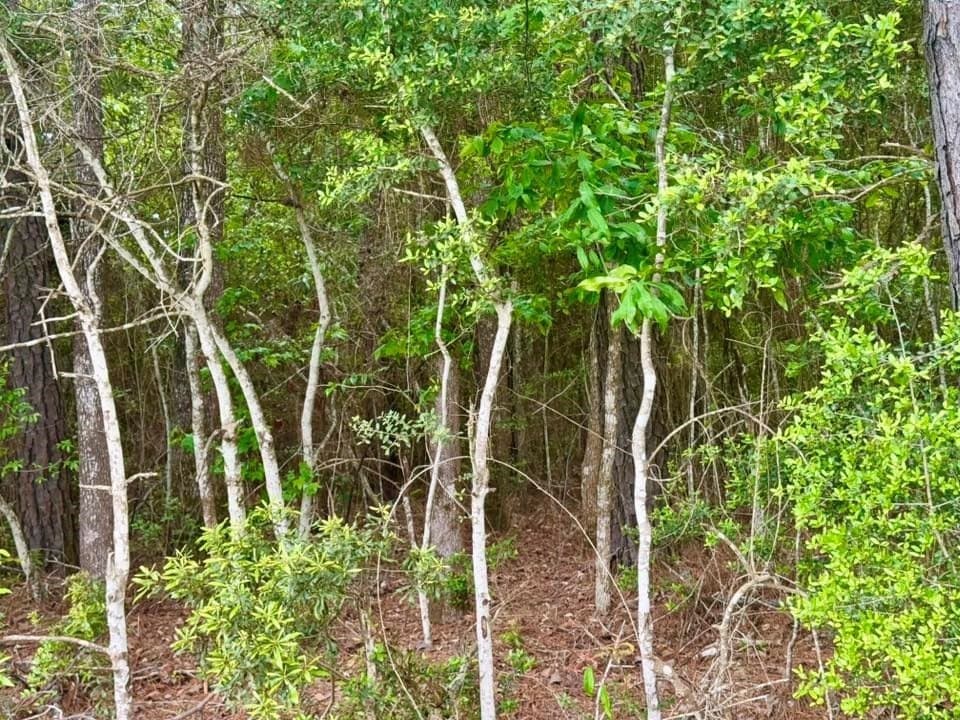 16.7 acres in Texas County - photo 12