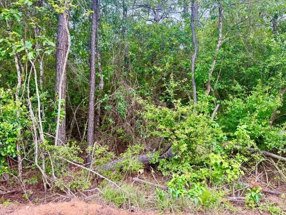16.7 acres in Texas County - photo 11