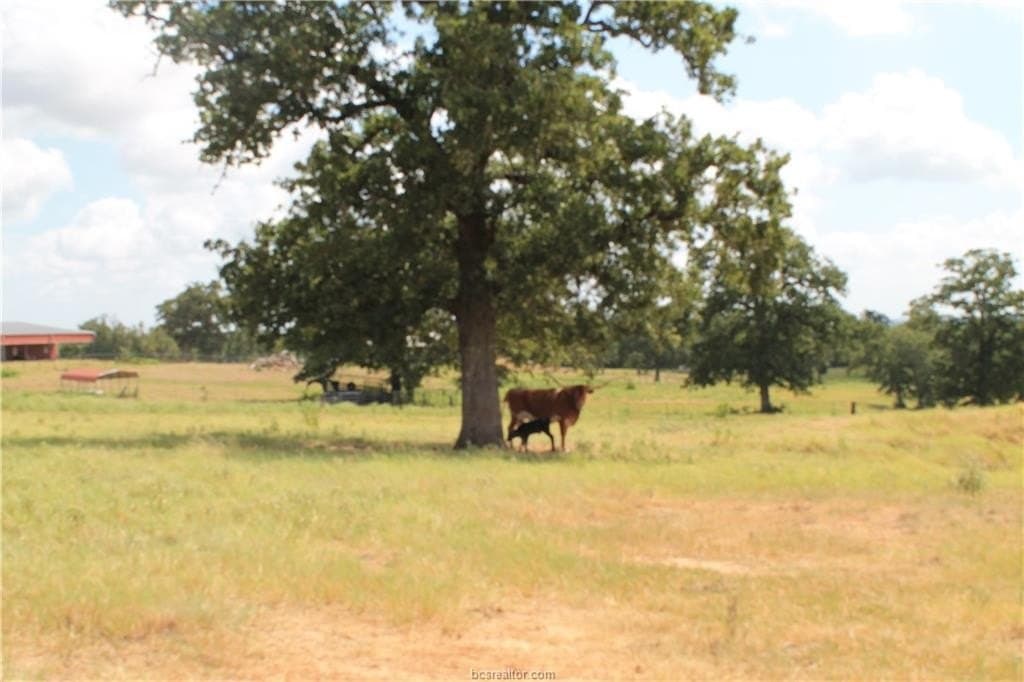 186.79 acres in Milam County - photo 25