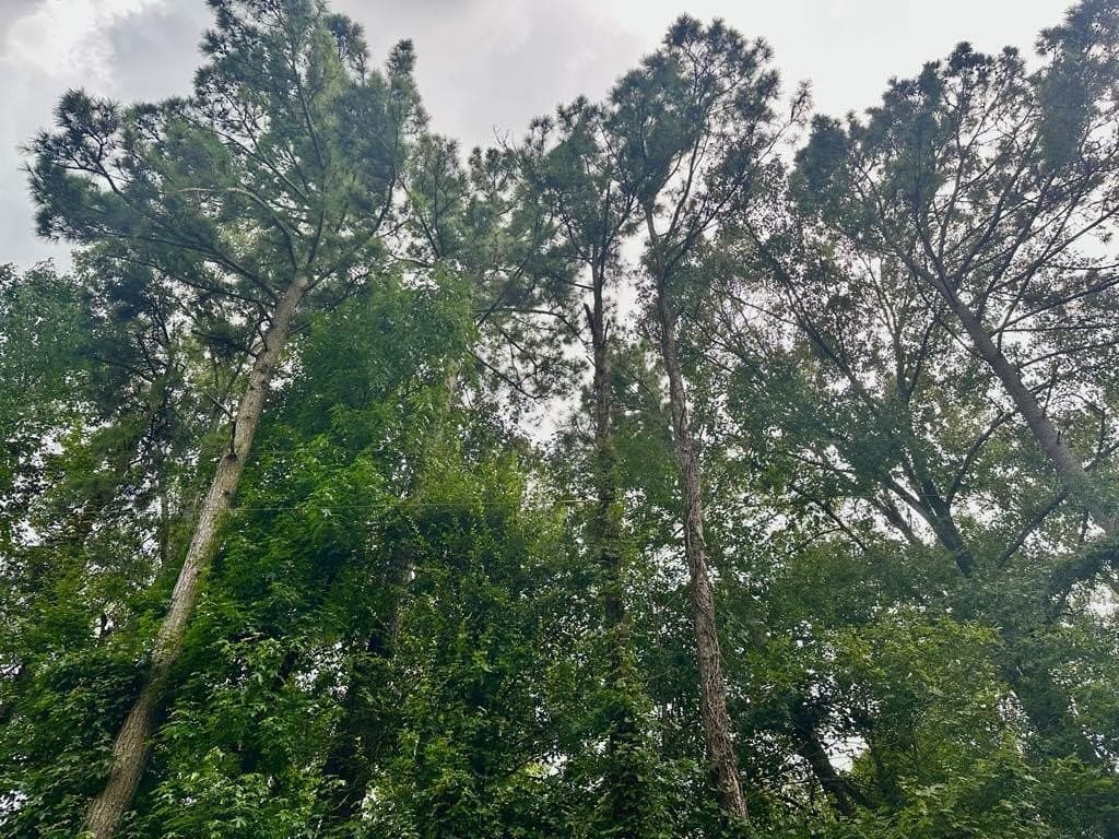 1.15 acres in Texas County