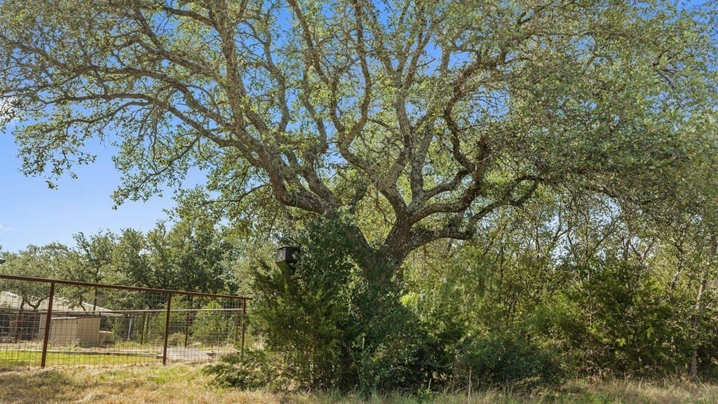 19 acres in Blanco County - photo 21
