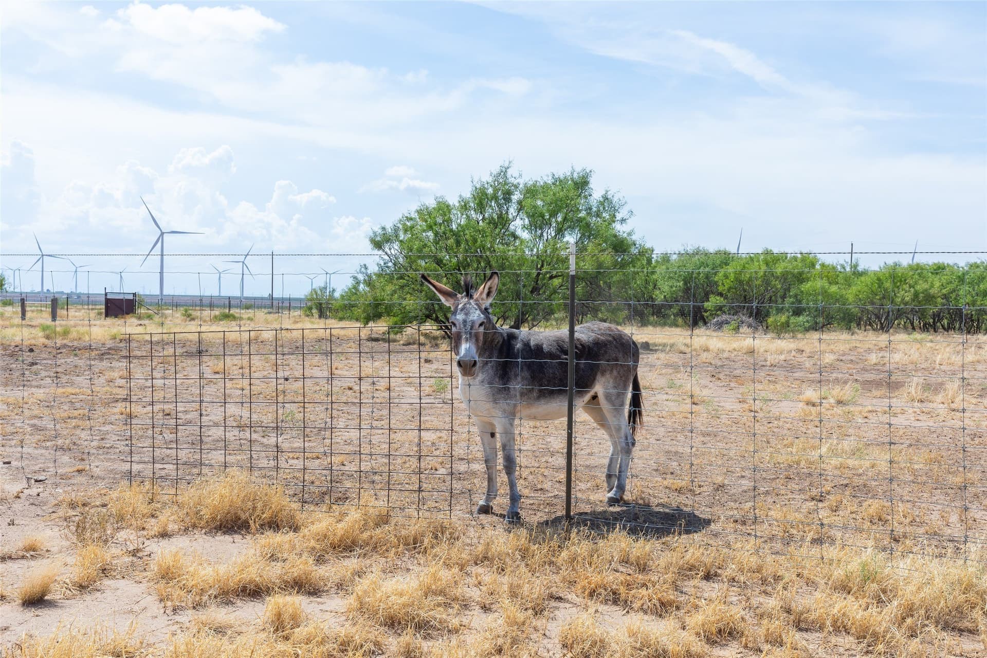 19 acres in Scurry County - photo 33