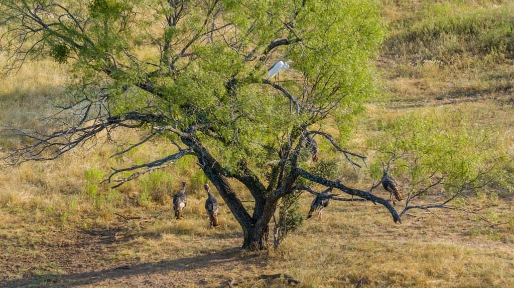 930 acres in Llano County - photo 4