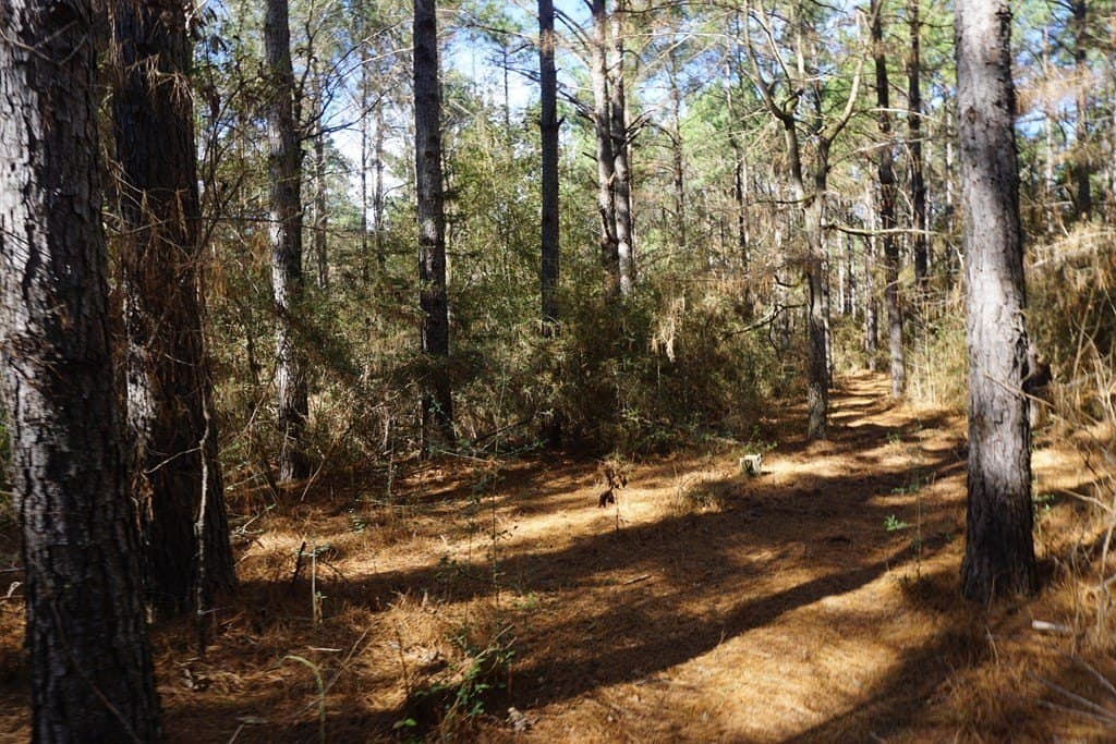 122.11 acres in ANDERSON County gallery image 4