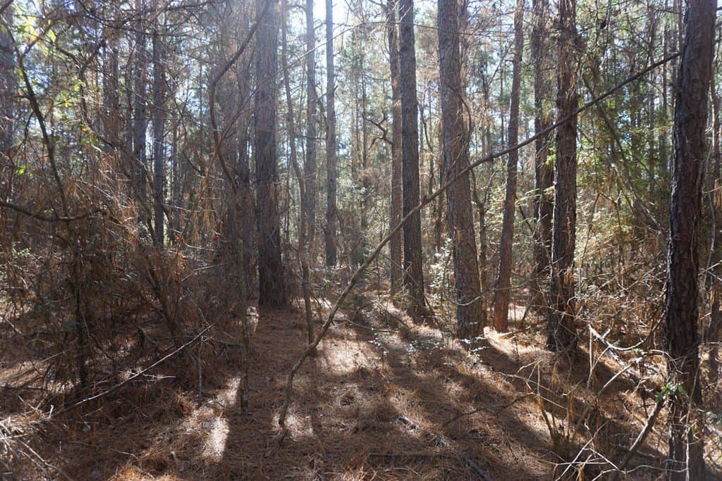 122.11 acres in ANDERSON County gallery image 3