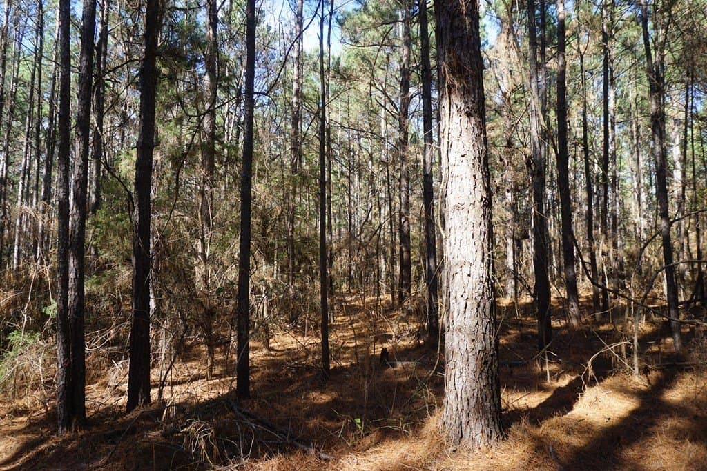 122.11 acres in ANDERSON County gallery image 2