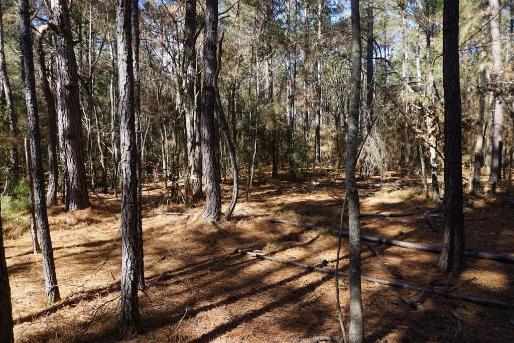 122.11 acres in ANDERSON County featured view
