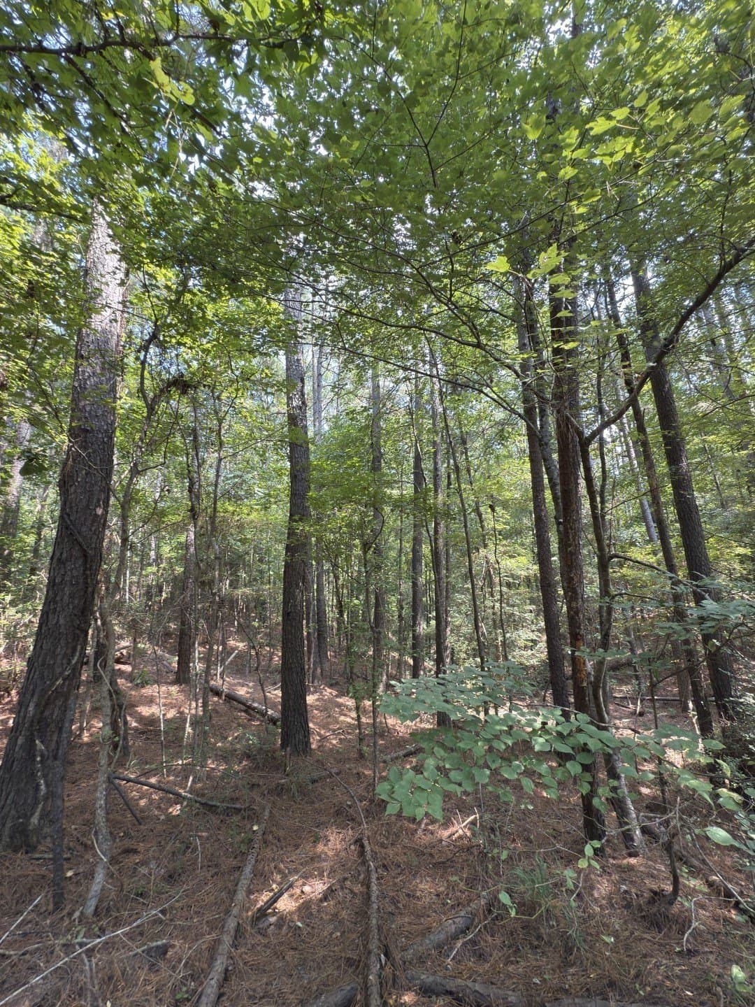 575 acres in Nacogdoches County - photo 11