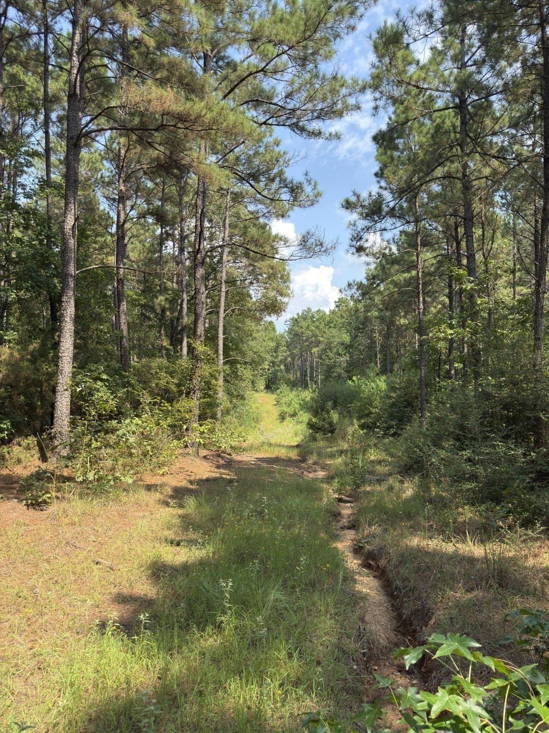 575 acres in Nacogdoches County - photo 16