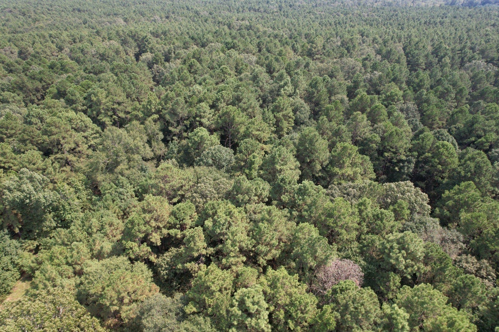 575 acres in Nacogdoches County - photo 6
