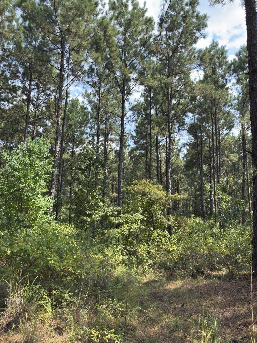 575 acres in Nacogdoches County - photo 18