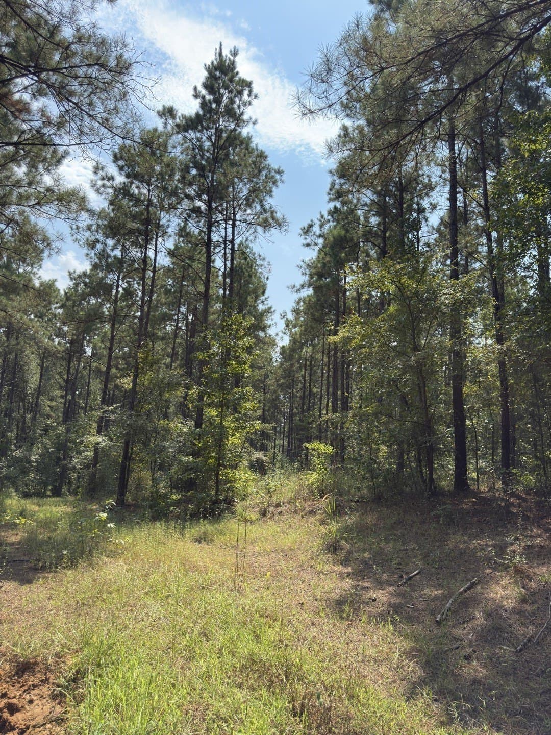 575 acres in Nacogdoches County - photo 19