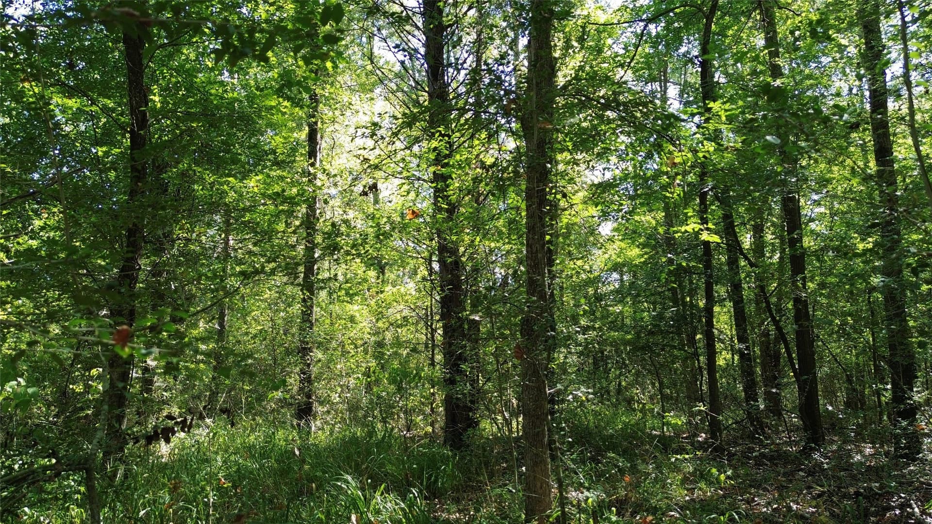 89.96 acres in Freestone County - photo 16