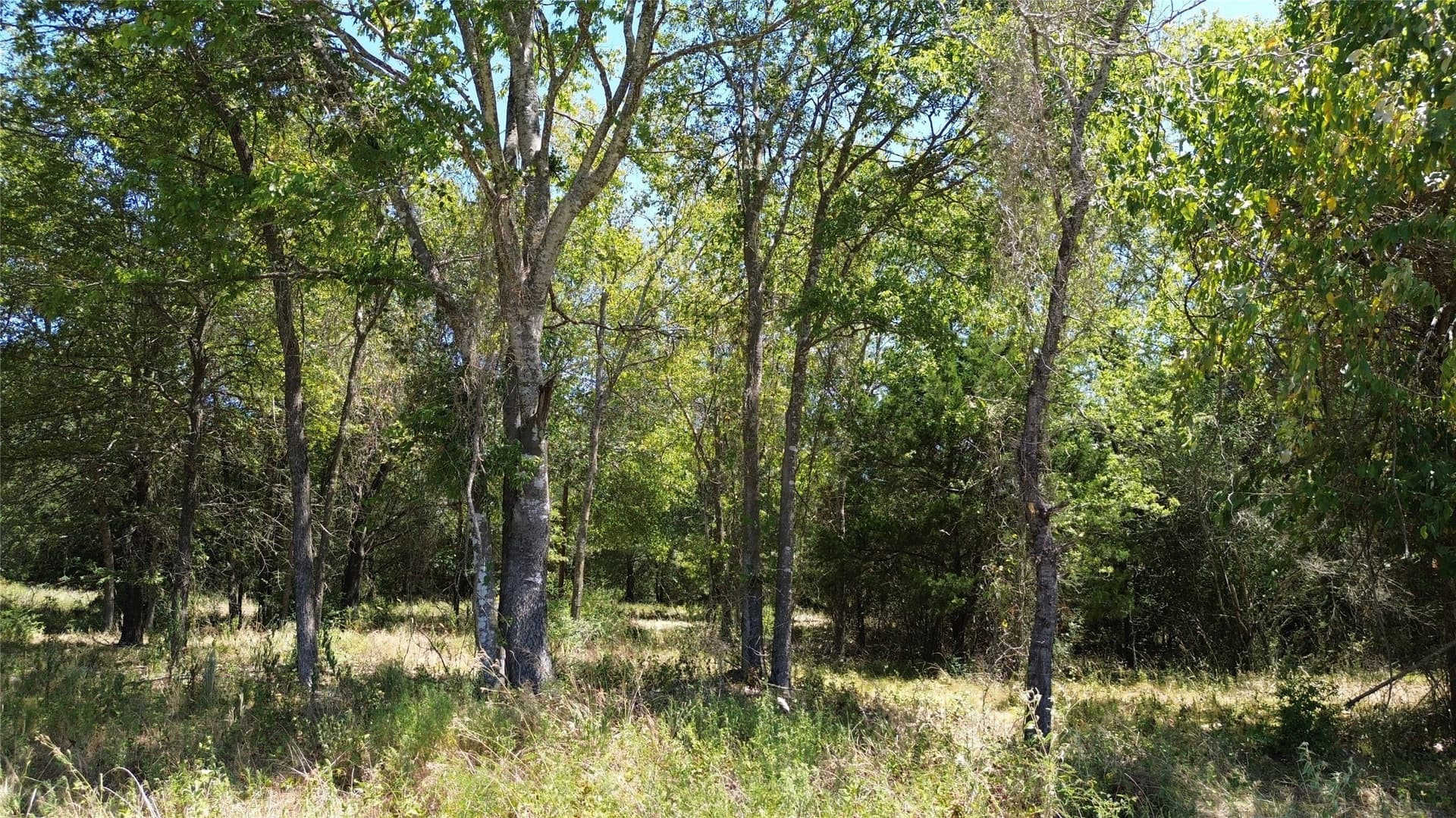 89.96 acres in Freestone County - photo 13