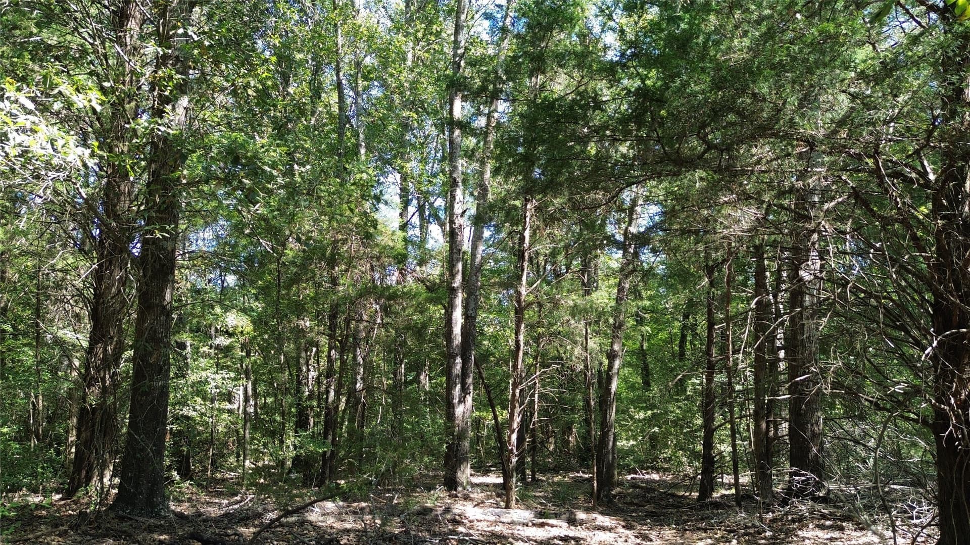 89.96 acres in Freestone County - photo 12