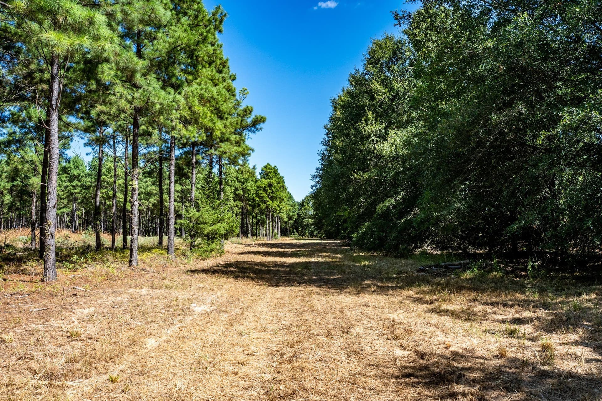178 acres in Lamar County - photo 31
