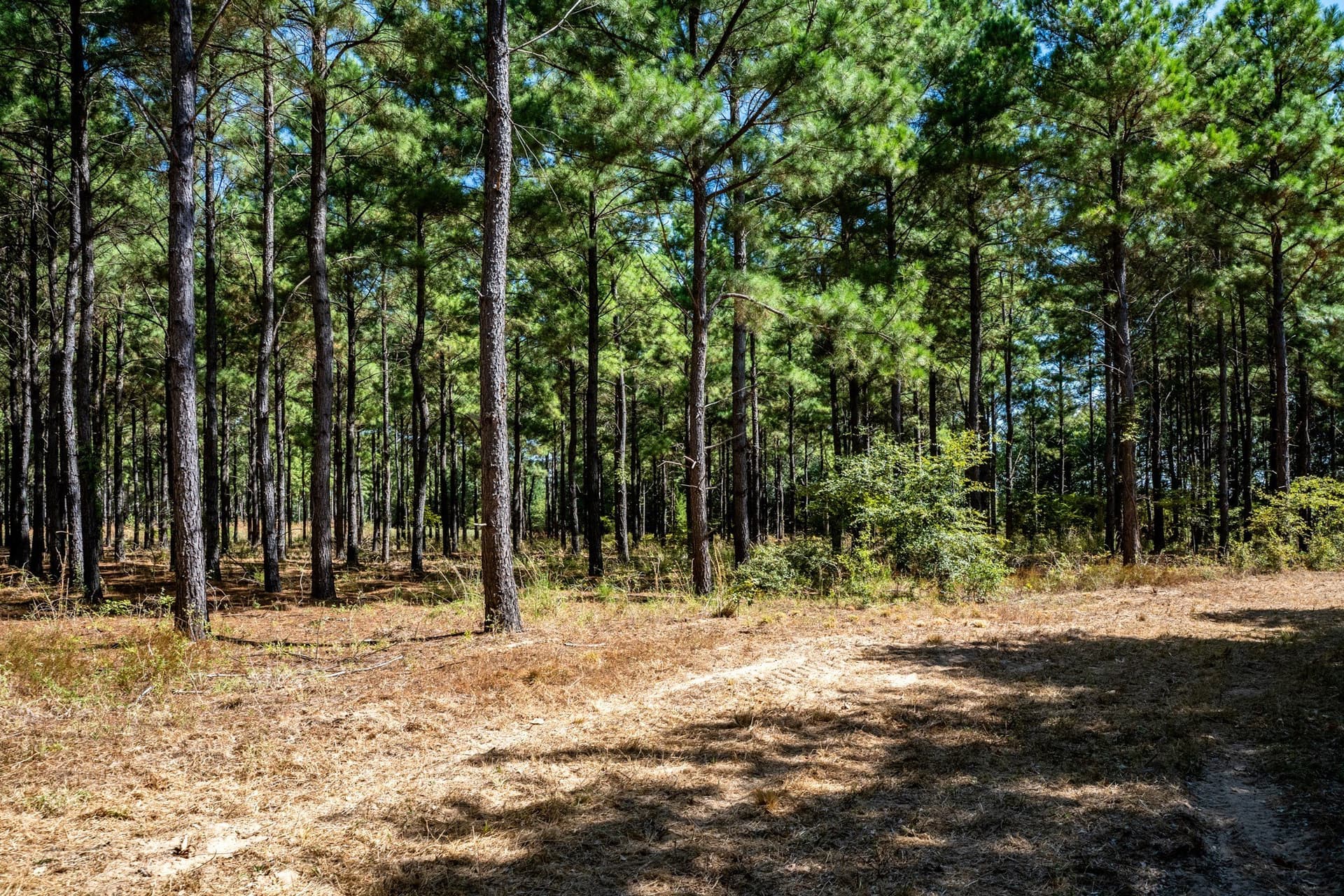 178 acres in Lamar County - photo 27